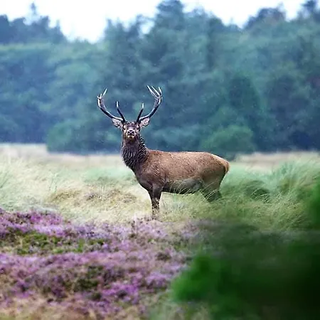 Elsa - 700m From The Sea By Interhome *