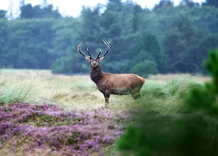 Elsa - 700m From The Sea By Interhome *